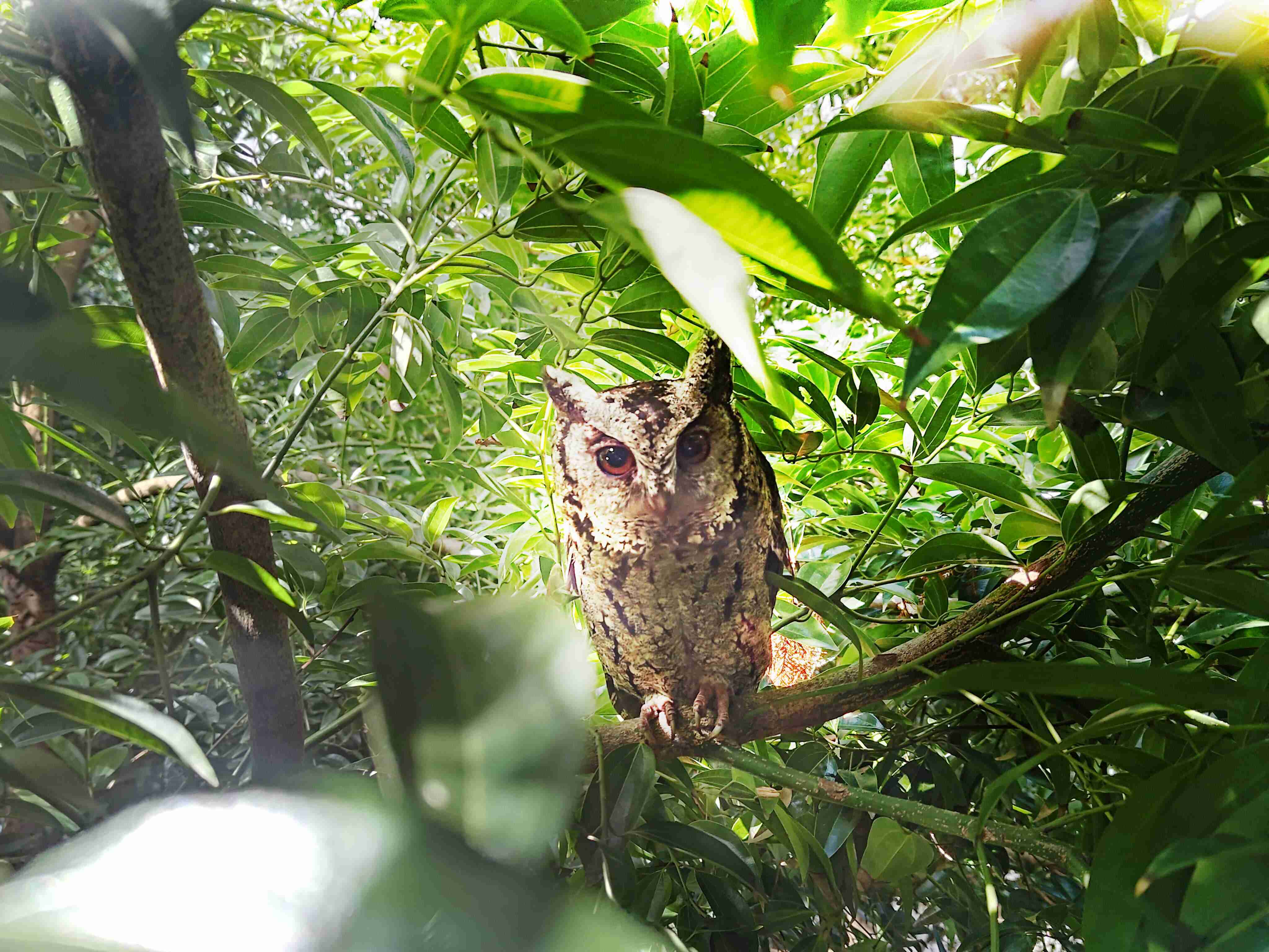 888.BY集团电子游戏致力提倡净零绿生活，，，16年以来在全球各厂区植树逾百万棵，，，造就各厂区树木蔚然成林，，，，犹如森林工厂，，，成为许多生物的栖息地